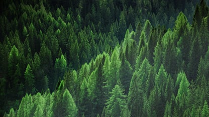 forêt verte dense