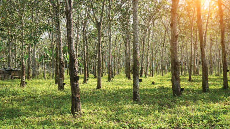 A quaint hut situated in a lush forest, surrounded by towering trees/